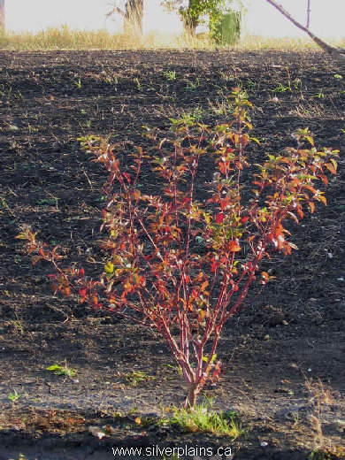 red osier dogwood - Cornus stolonifera (sericea) 07SE14-02