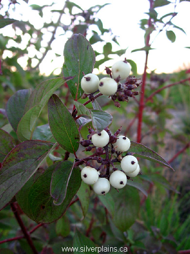 red osier dogwood - Cornus stolonifera (sericea) 08AU09-02