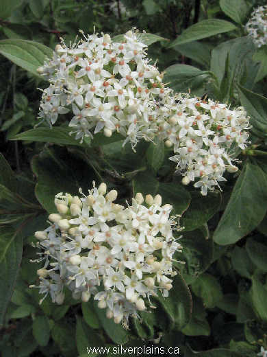 red osier dogwood - Cornus stolonifera (sericea) 09JN19-01