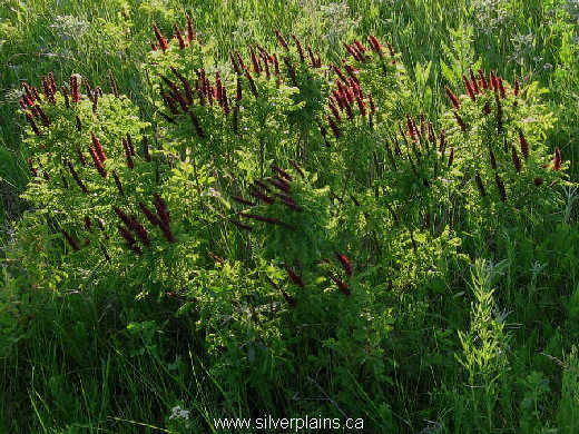 dwarf false indigo - Amorpha nana 08JN28-01