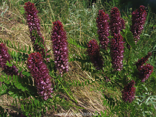 dwarf false indigo - Amorpha nana 10JN14-01