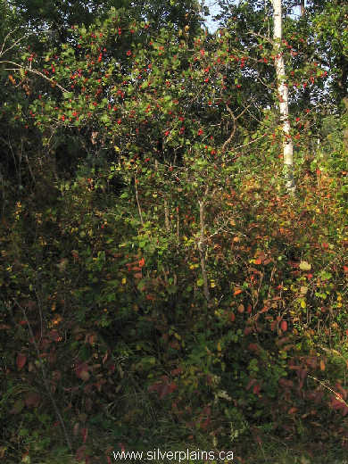 fireberry hawthorn - Crataegus chrysocarpa 08SE21 03