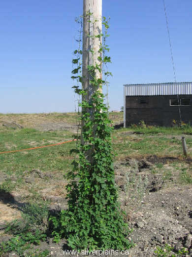 common hop - Humulus lupulus 06JL23