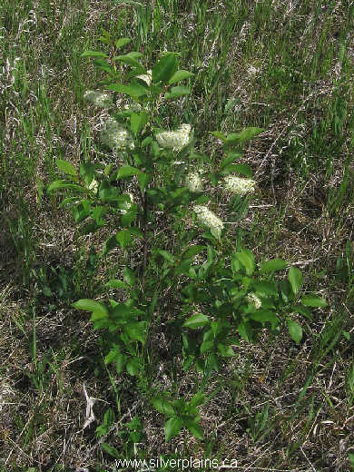 meadowsweet ~ Spiraea alba 09JN18-03