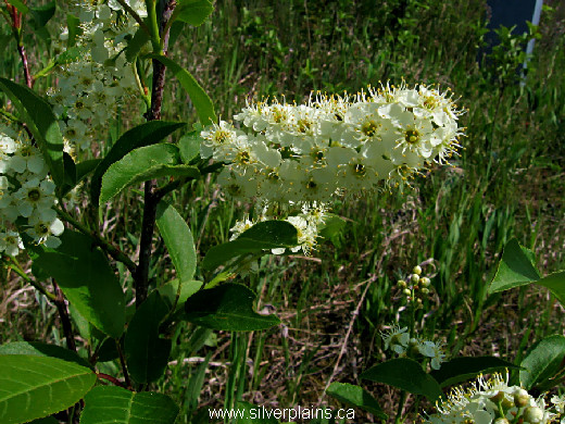 meadowsweet ~ Spiraea alba 09JN18