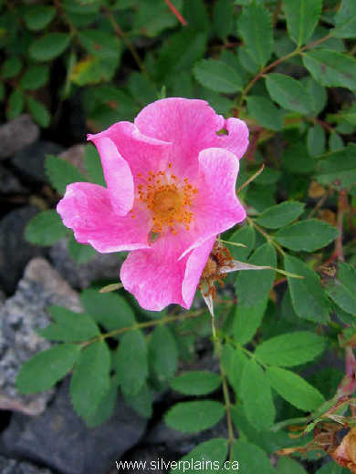 prickly rose - Rosa acicularis 07JL04