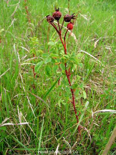 prickly rose - Rosa acicularis 07MA22-02