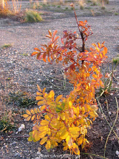 prickly rose - Rosa acicularis 07OC27-01