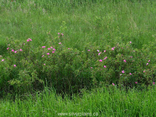 prickly rose - Rosa acicularis 10JN06-01