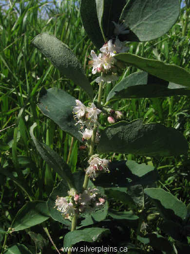 western snowberry - Symphoricarpos occidentalis H. 10JL12-01