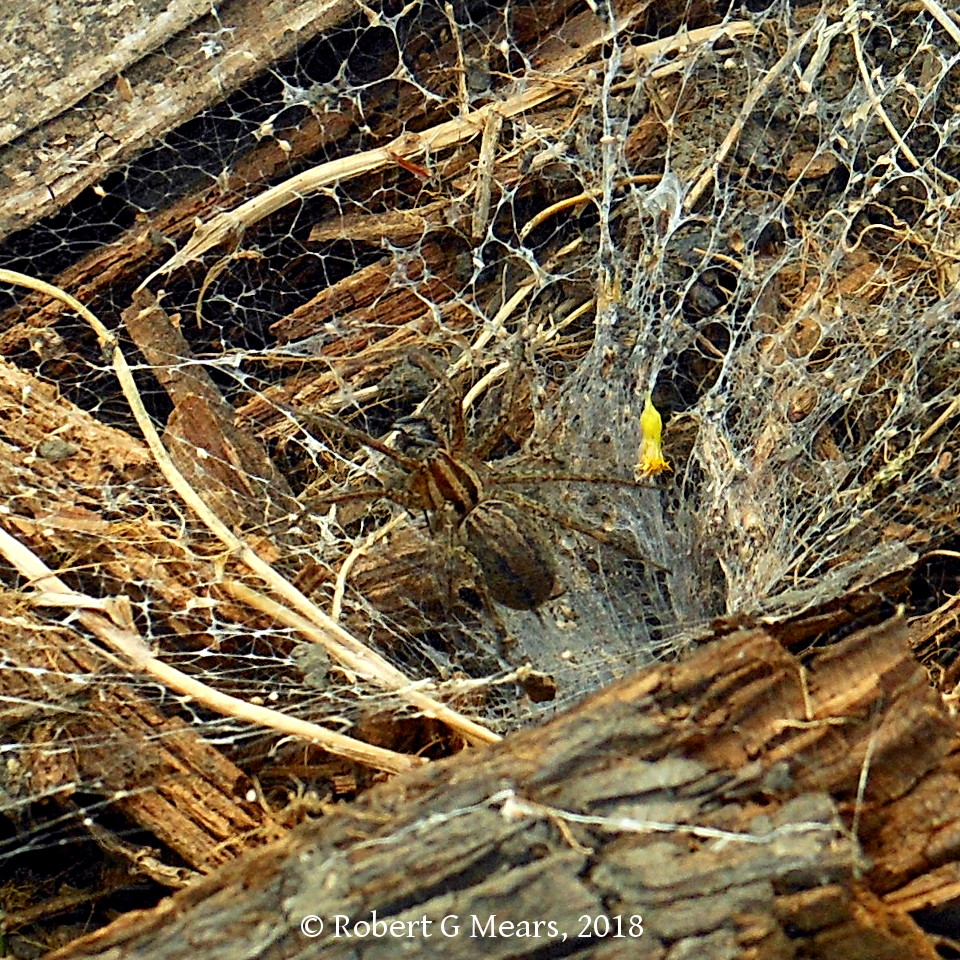 funnel weaver spider, 180828-2