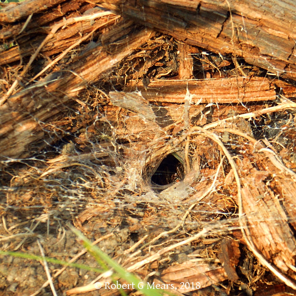 funnel weaver spider, 180828-3